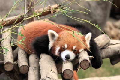 CDHKG_the_endangered_red_panda