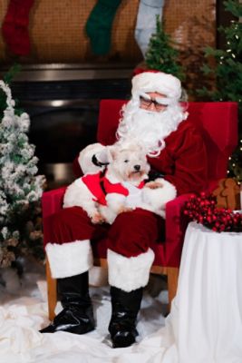 dog sitting on santa's lap