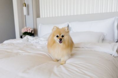 The Langham Gold Coast Jewel Residences - Pampered Pets