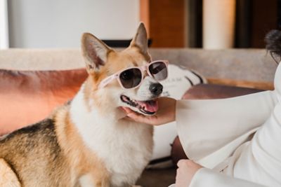tlshx-paw·cation.jpg	