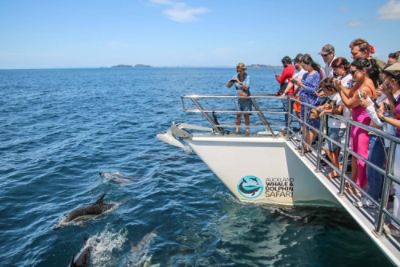 cd-cdakl-experiences-whale-and-dolphin-safari.jpg