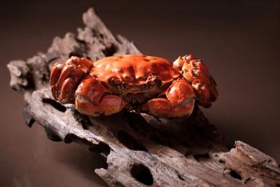 Whole Hairy Crab, Steamed 