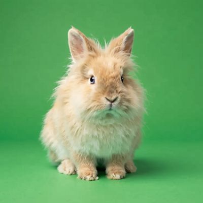 Rabbit