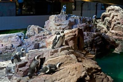 New England Aquarium - Family Adventures - the Langham Boston's Neighborhood - Things to do in Boston