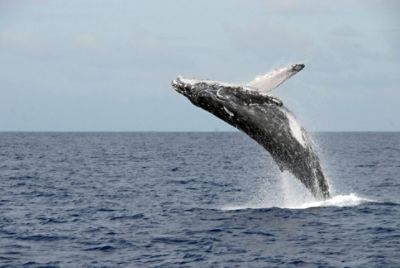 Go Whale Watching - the Langham, Boston's Neighborhood - Things to do in Boston