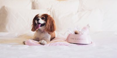 Pampered Pup program at The Langham, Boston. Treat your fur-friend to a luxury getaway and enjoy daily breakfast for two, complimentary valet parking for one vehicle, a special pet dining menu available to purchase and a welcome amenity for your dog.