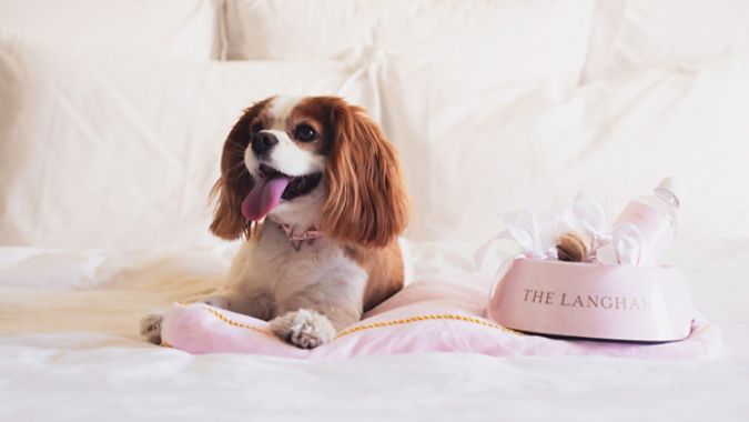 Dog-friendly hotels pamper pets as well as their owners