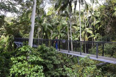 Tamborine Rainforest Skywalks