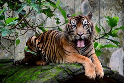 Jakarta Aquarium & Safari, Our Neighbourhood, The Langham, Jakarta