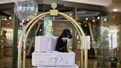 Exclusive Hotel Deals & Offers - Pampered Pet Staycation - Australia's most luxurious pet package