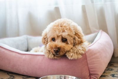 Exclusive Hotel Deals & Offers - Pampered Pet Staycation - Australia's most luxurious pet package