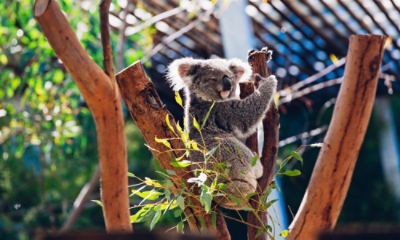 tlsyd-discover-sydney-taronga-zoo.jpg